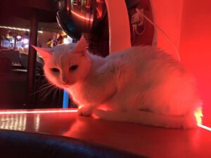 12669594_10208606297536110_7670101463541265626_n