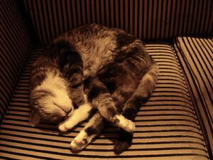 4464906795_8fc922d663