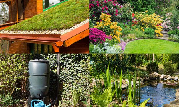 Intratuin: Zo krijg je een watervriendelijke tuin