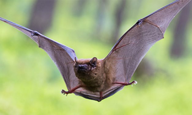 Intratuin: ’In Amsterdam zijn er 11 soorten vleermuizen waargenomen’